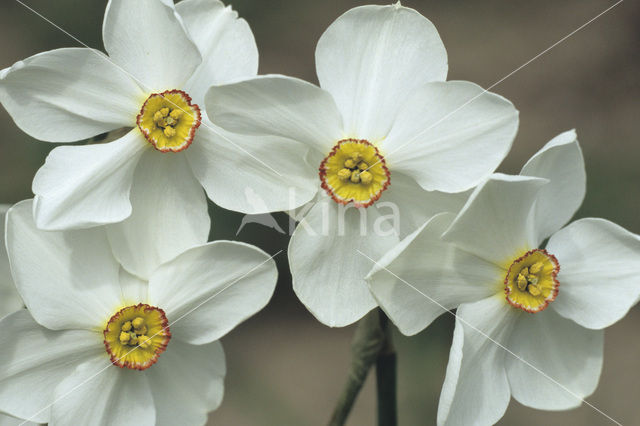 Pheasant’s-eye Daffodil (Narcissus poeticus)