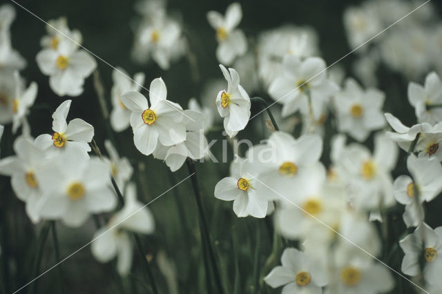 Pheasant’s-eye Daffodil (Narcissus poeticus)