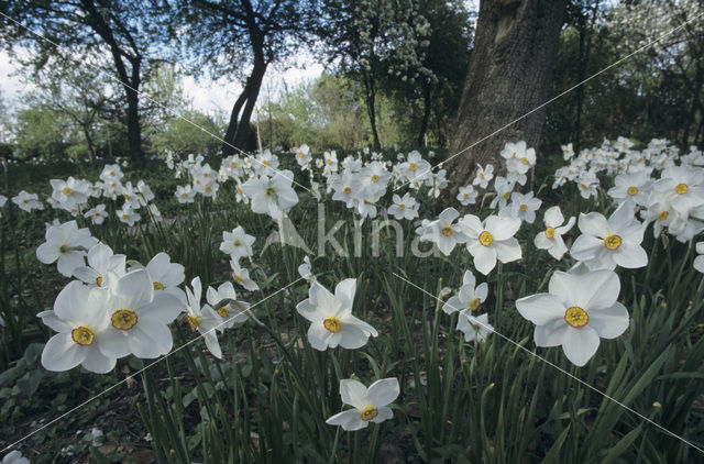 Pheasant’s-eye Daffodil (Narcissus poeticus)