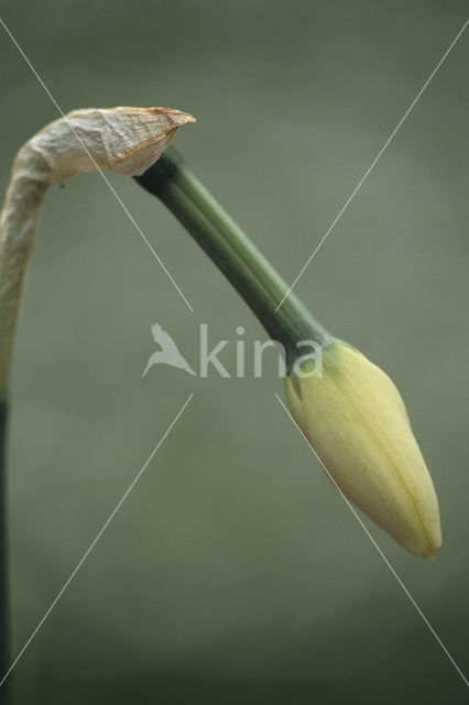 Pheasant’s-eye Daffodil (Narcissus poeticus)