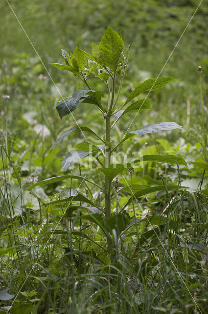 Wolfskers (Atropa bella-donna)