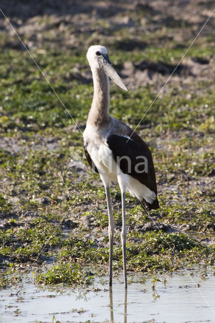 Woolly-necked stork (Ciconia episcopus)