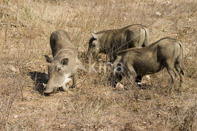 desert warthog (Phacochoerus aethiopicus)