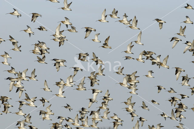 Eurasian Curlew (Numenius arquata)