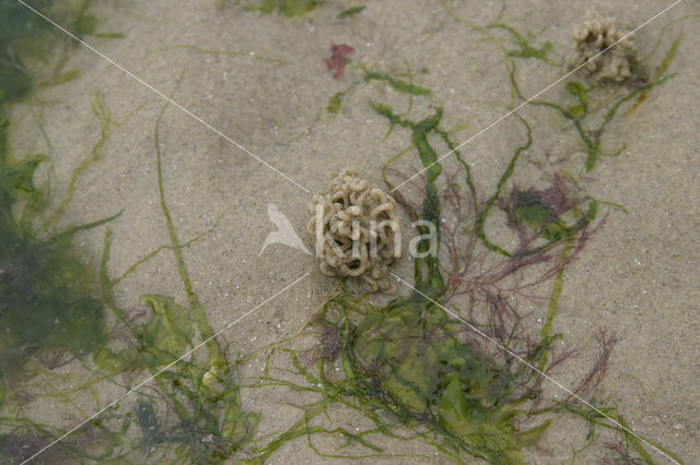Blow lug (Arenicola marina)