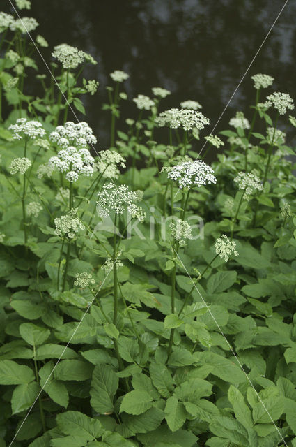 Ground-elder (Aegopodium podagraria)