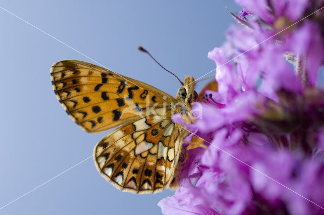 Small Pearl-Bordered Fritillary (Boloria selene)