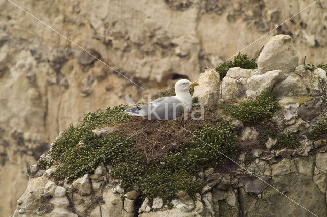 Zilvermeeuw (Larus argentatus)