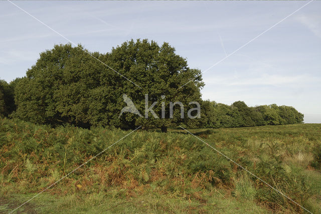 Zomereik (Quercus robur)