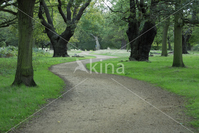 Common Oak