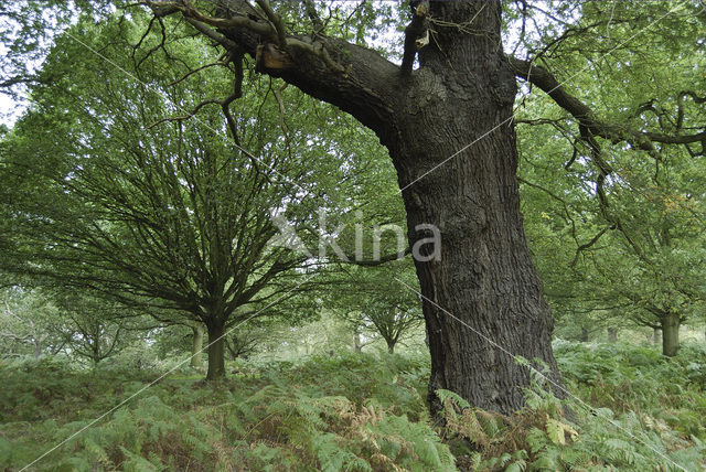 Common Oak