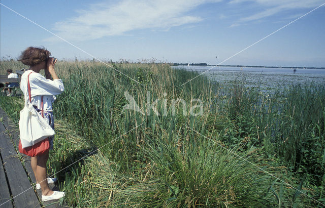 Zwarte Stern (Chlidonias niger)