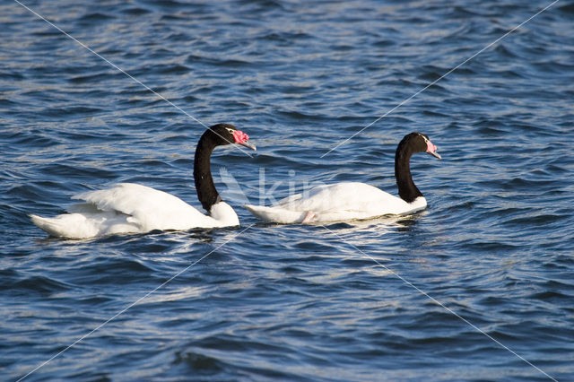 Zwarthalszwaan (Cygnus melancoryphus)