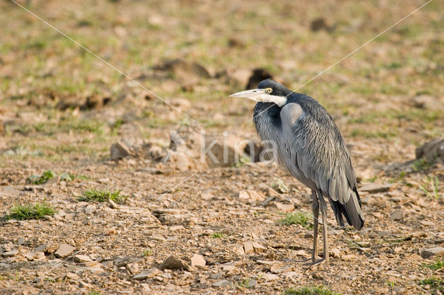 Zwartkopreiger (Ardea melanocephala)