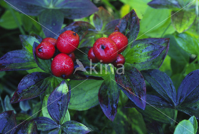 Dwarf Cornel (Cornus suecica)