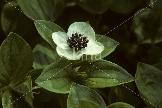 Zweedse kornoelje (Cornus suecica)