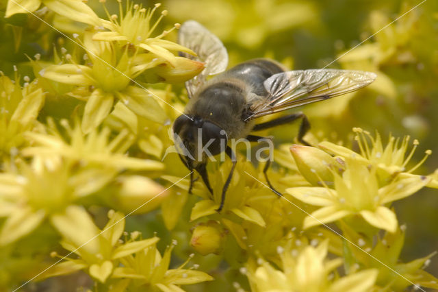 Fly (Eristalis sp.)