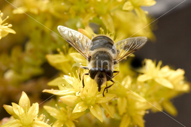 Fly (Eristalis sp.)