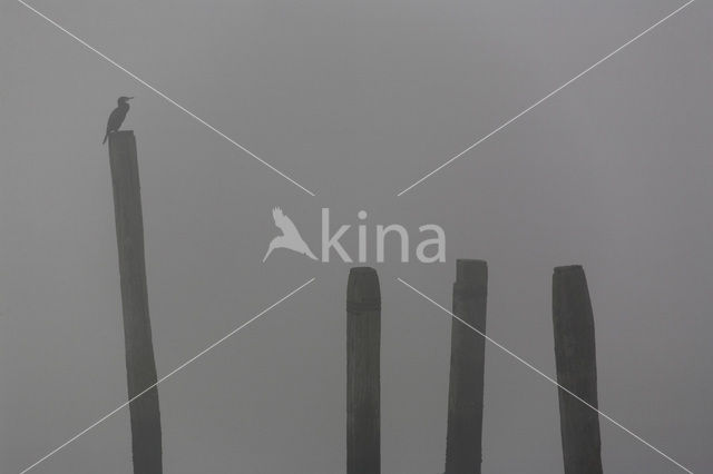Little pied cormorant (Phalacrocorax carbo)