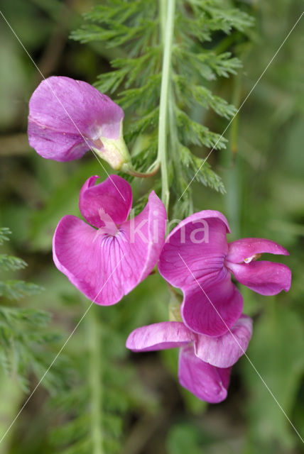 Tuberous Pea (Lathyrus tuberosus)