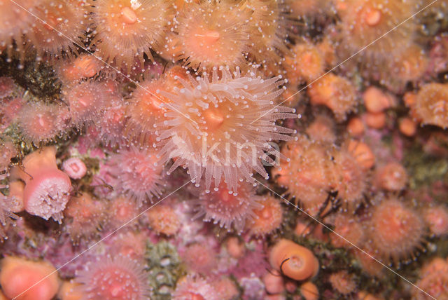 Strawberry Anemone (Corynactis californica)