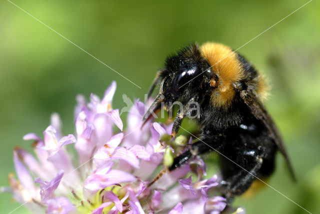 Buff-tailed bumblebee (Bombus terrestris)