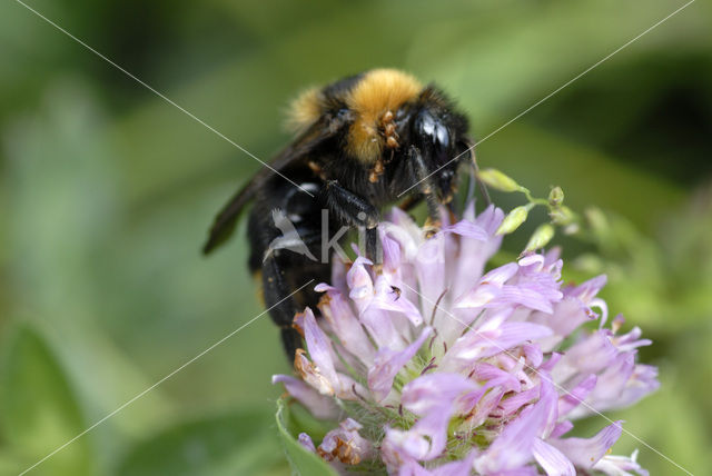 Buff-tailed bumblebee (Bombus terrestris)