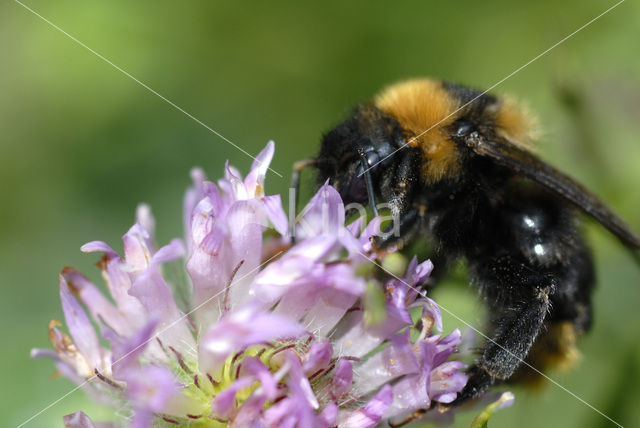 Aardhommel (Bombus terrestris)