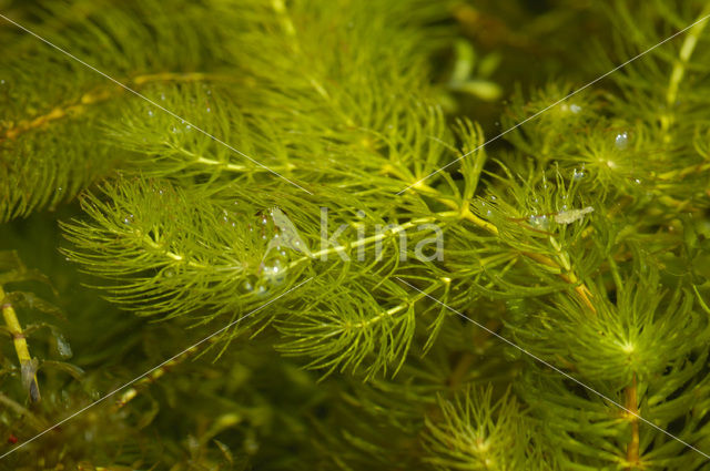 Spiked Watermilfoil (Myriophyllum spicatum)