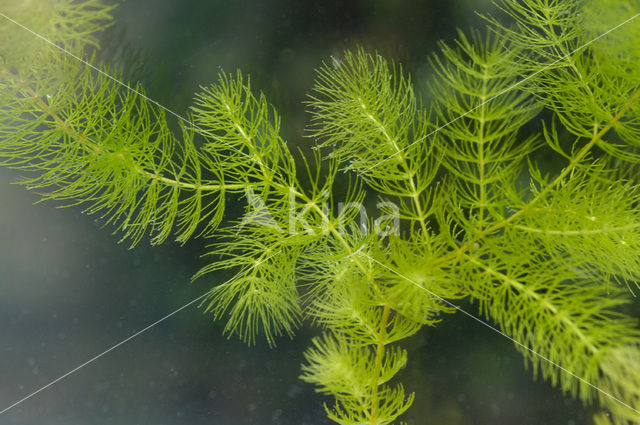 Spiked Watermilfoil (Myriophyllum spicatum)