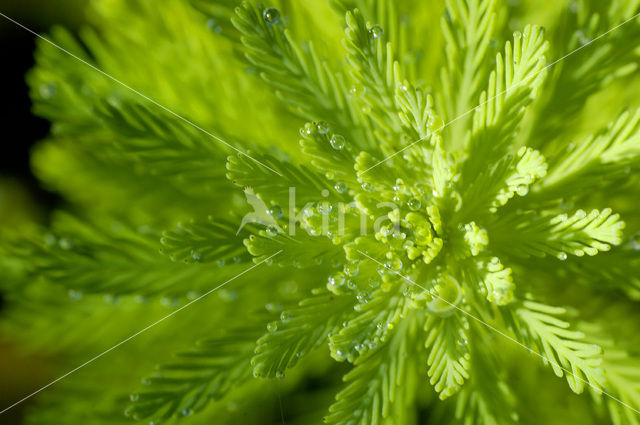 Spiked Watermilfoil (Myriophyllum spicatum)