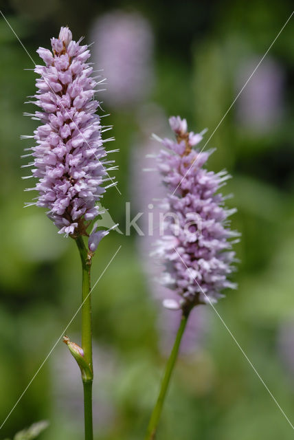 Common Bistort (Persicaria bistorta)