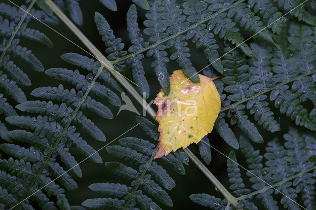 Western brackenfern (Pteridium aquilinum)