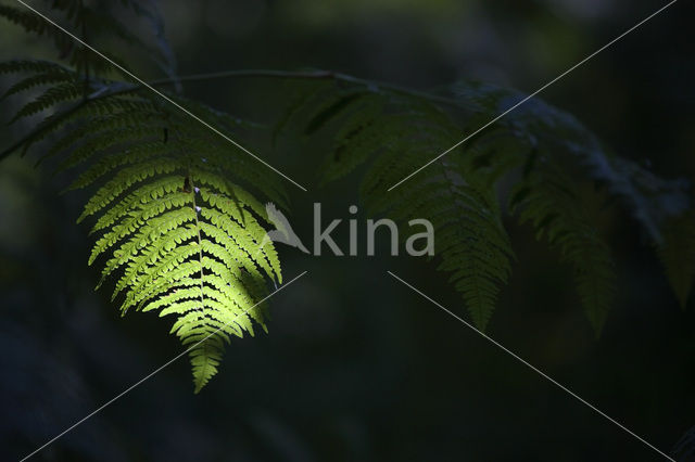 Western brackenfern (Pteridium aquilinum)