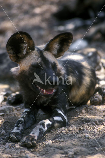 Afrikaanse Wilde hond (Lycaon pictus)