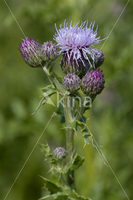 Creeping Thistle (Cirsium arvense)