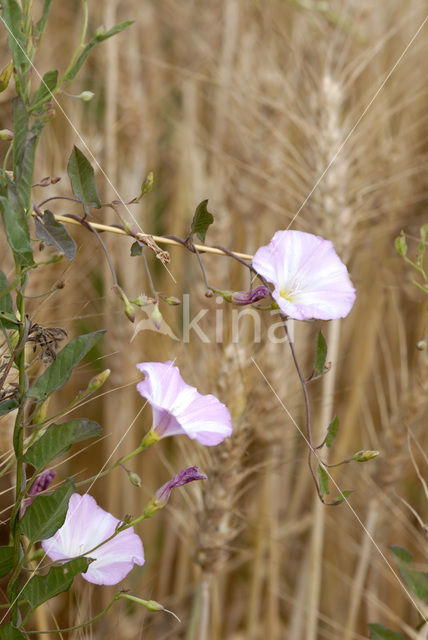 Akkerwinde (Convolvulus arvensis)