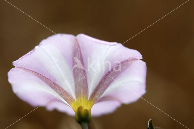 Akkerwinde (Convolvulus arvensis)