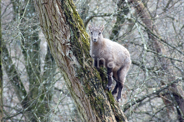 Alpen Steenbok (Capra ibex)