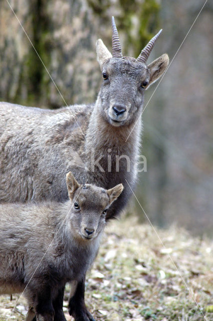 Alpen Steenbok (Capra ibex)