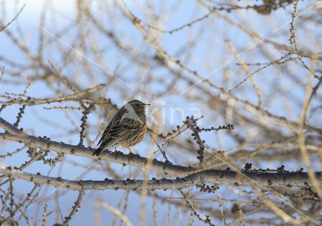 Alpine Accentor (Prunella collaris)