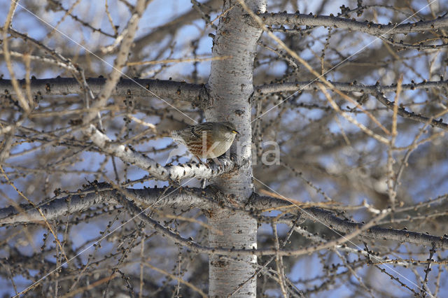 Alpine Accentor (Prunella collaris)