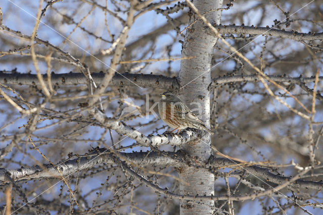 Alpenheggemus (Prunella collaris)