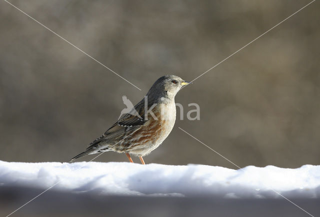 Alpine Accentor (Prunella collaris)