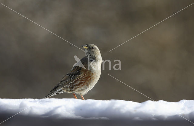 Alpine Accentor (Prunella collaris)