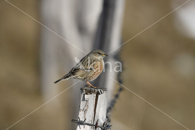 Alpine Accentor (Prunella collaris)