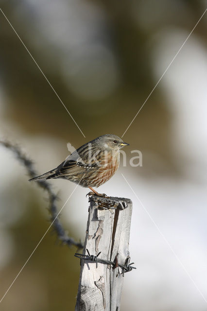 Alpine Accentor (Prunella collaris)