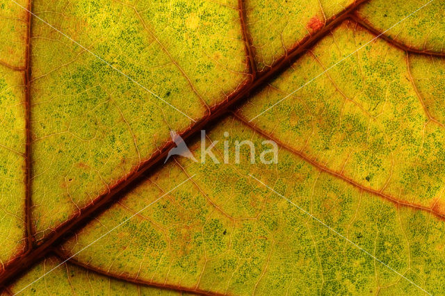 Red Oak (Quercus rubra)