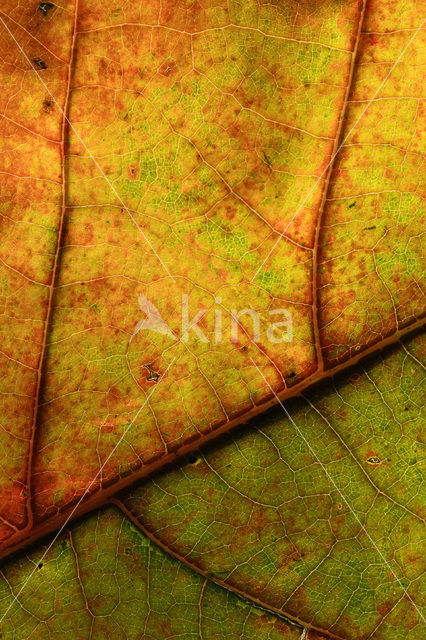 Red Oak (Quercus rubra)