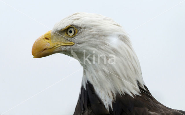 American bald eagle (Haliaeetus leucocephalus)